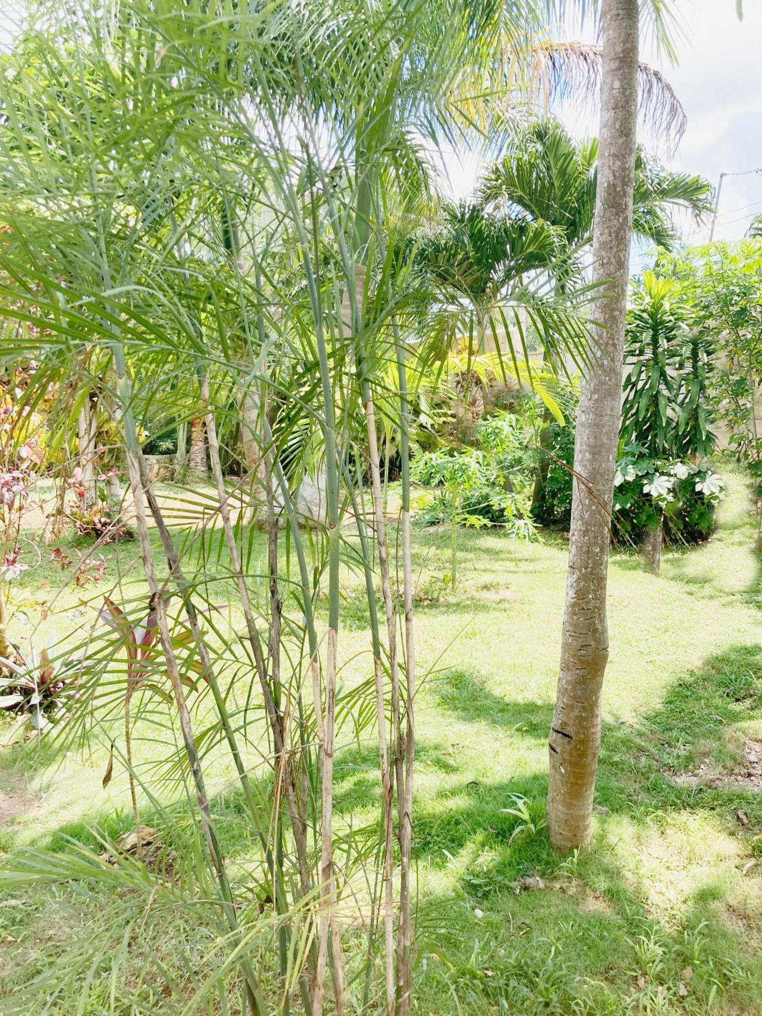 Green Paradise ลีโอนา วิคาริโอ ภายนอก รูปภาพ